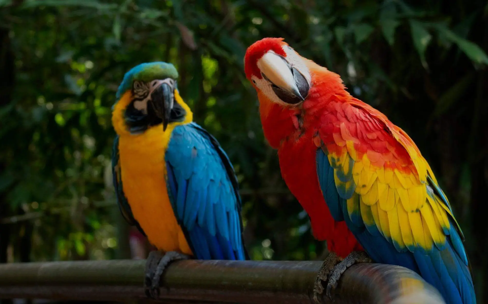 Por frío zoológico Tamatán cerrará temporalmente  